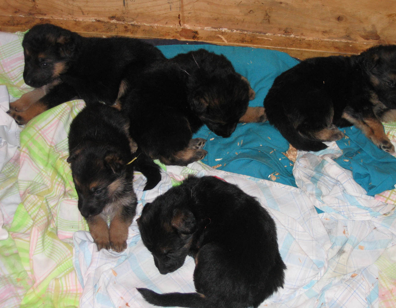 3 weeks Jessie and pups